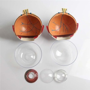 Modèle d'enseignement des sciences médicales grossissement 6x anatomie de l'œil humain en plastique avec globes oculaires et vaisseaux détachables - Product Image 3