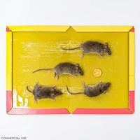 Pièges à souris personnalisés, plaques adhésives pour souris, plaques adhésives écologiques pour souris, adhésif, répulsifs pour souris, pièges