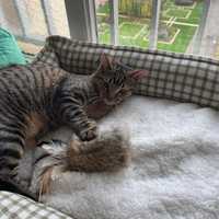 Jouet pour chat en fourrure de lapin fait main, jouet pour chat en fourrure de lapin et plumes, jouet coussin naturel pour chat