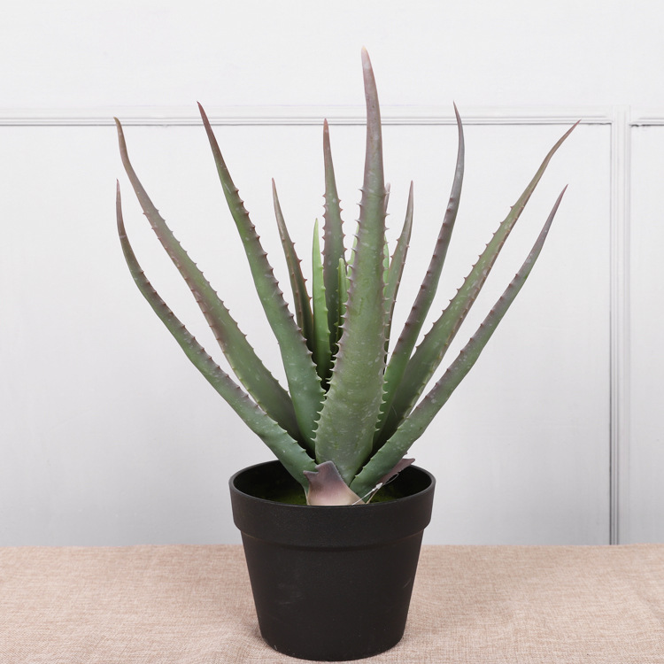 ต้นว่านหางจระเข้ขนาดใหญ่ 52ซม