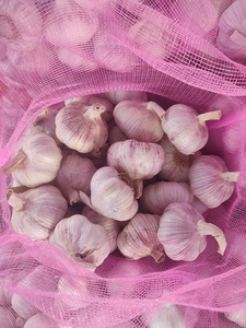 Alho Fresco Roxo em Saco de 5kg Embalagem a Granel Atacado - Product Image 3
