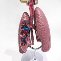 Modelo Comparativo de Lesiones Pulmonares y Bronquiales por Asma para Entrenamiento en Patología Médica, Ayuda Didáctica, CE/ISO/ROHS/CNAS