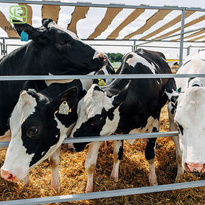 Panneaux de clôture en métal pour la sécurité des animaux d'élevage, clôture pour chevaux de ferme, panneaux de clôture pour chevaux, taille personnalisée, clôture galvanisée pour chevaux - Product Image 4