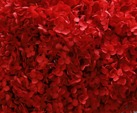 Bunga Hydrangea Awet Buatan Tangan Real Touch untuk Dekorasi Pernikahan, Hari Valentine, Berbagai Warna, Tahan Lama, Hiasan Rumah