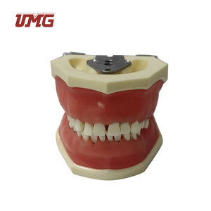 Modello di malattia parodontale per pratica di taglio e sutura - Product Image 4