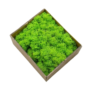 Vente en gros de <span class=keywords><strong>fleurs</strong></span> et de plantes préservées, art mural en <span class=keywords><strong>mousse</strong></span> véritable naturelle, renne stabilisé vert, mur de <span class=keywords><strong>mousse</strong></span> préservé pour la décoration - Product Image 2