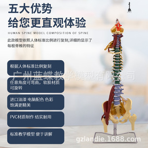 Modèle de colonne vertébrale humaine multifonctionnel 1:1 avec ligaments neuromusculaires ; les vertèbres vertébrales, lombaires, thoraciques et cervicales sont - Product Image 3