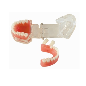 Diente de práctica removible dental modelo de goma blanda 28 dientes - Product Image 1