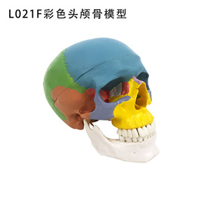Modèle de crâne humain pour simulation médicale 1:1 pour adultes, spécimen anatomique de crâne, couleur. - Product Image 2