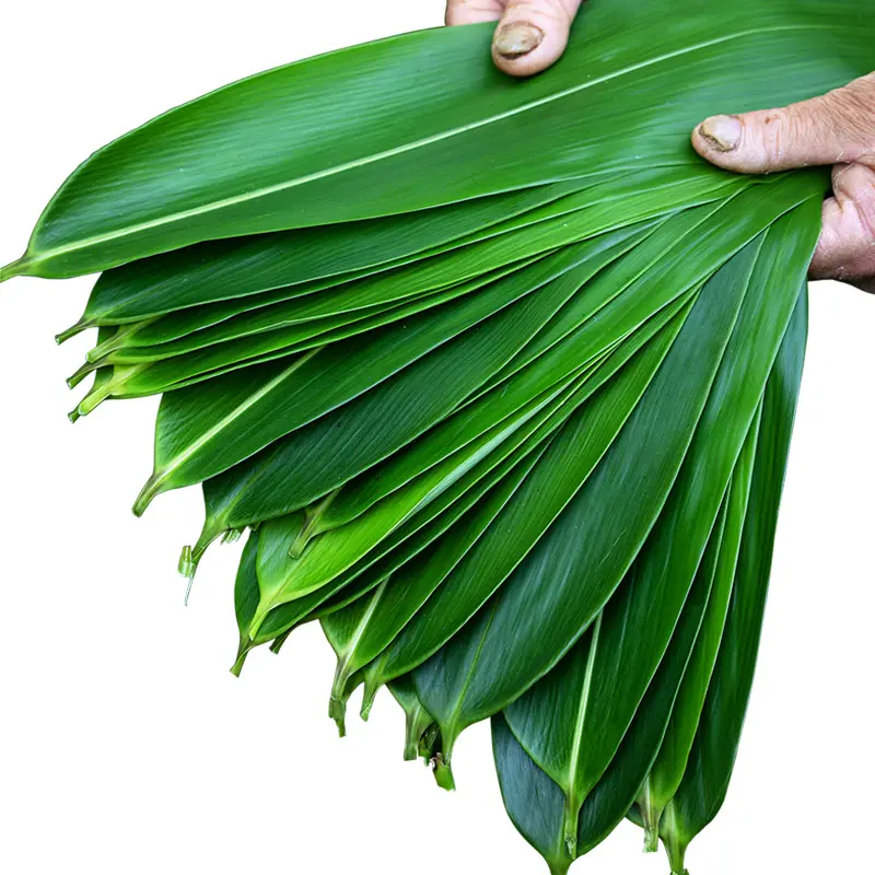 100 pz/pacco foglie di bambù fresche di Sushi biologico per la decorazione del cibo