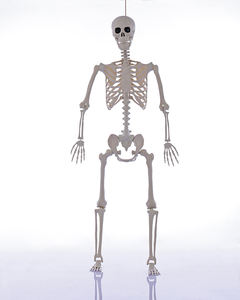 Squelette d'Halloween personnalisable de 165 cm avec articulations mobiles, os humains en plastique pour maison hantée, fête et décoration extérieure - Product Image 2