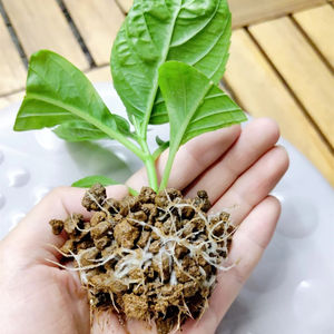 Medios de cultivo de suelo de árbol de bonsái japonés de grado duro <span class=keywords><strong>Akadama</strong></span> para bonsái Cactus y Aquiarium - Product Image 5