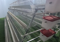 Cage à poulets de type batterie pour poules pondeuses, en treillis métallique, pour l'élevage avicole au Kenya