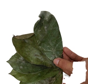 Nueva Colección de Hojas de Guanábana Secas Naturales Deshidratadas, Beneficios para la Salud, Té - Product Image 1