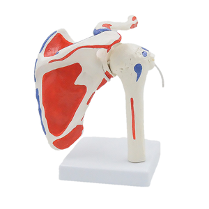 Modelo de Articulación del Hombro Desmontable y Flexible - Modelo Anatómico Humano con Marcas de Origen e Inserción Muscular Ortopédicas - Product Image 3