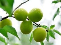 Approvisionnement d'usine extrait de prune verte pure de haute qualité concentré de prune verte liquide saveur prune fFavor