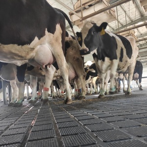 Tapete <span class=keywords><strong>de</strong></span> Goma Resistente para Ganado, Vacas Lecheras, Caballos, Equinos, Tapete <span class=keywords><strong>de</strong></span> Goma Agrícola - Product Image 6