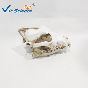 Modelo esquelético de cráneo de lobo para enseñanza, cráneo de animal salvaje simulado, exhibición de popularización y apreciación de la ciencia veterinaria. - Product Image 3
