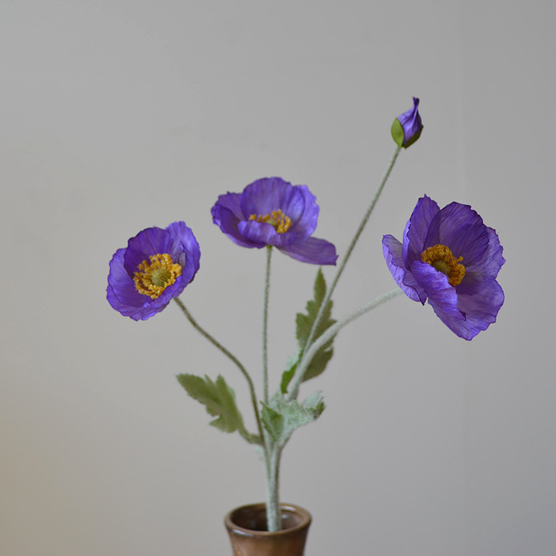 Pourpre