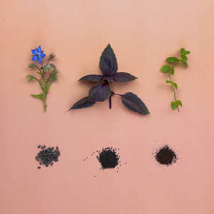 Kit de démarrage Coleus avec terreau dans les noix de coco Kit de démarrage de jardin d'herbes d'intérieur <span class=keywords><strong>basilic</strong></span> menthe coriande - Product Image 3