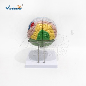 Model tubuh manusia OrganBrain gaya baru Model anatomi 4D 2 lipatan Model lokalisasi fungsi kortikal anatomi otak manusia - Product Image 5