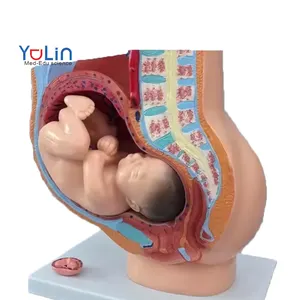 Anatomical model reproductive system Female pregnancy model Life-size female pelvis and baby model