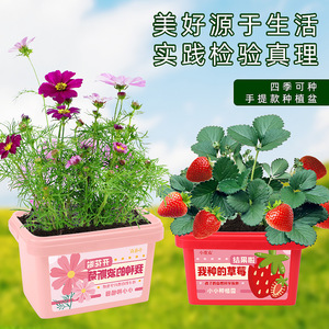 Boîte d'observation des plantes Xiaohua pour enfants, kit de culture DIY, kit de graines de tournesol et de fraises, jouet d'exploration de la nature pour enfants - Product Image 5