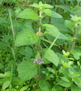 Macchina per tisane KAIYANGE alla menta canadese alla menta giapponese MENTHA CANADENSIS PIPERASCENS malSingle HOLMES tè Mentha canadensis - Product Image 5