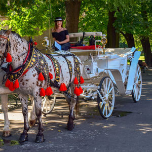 Nouvelle Conception 2024 Prix Usine Luxe Chariots Royaux/Charrettes/Calèches à Chevaux d'Occasion à Vendre - Product Image 5