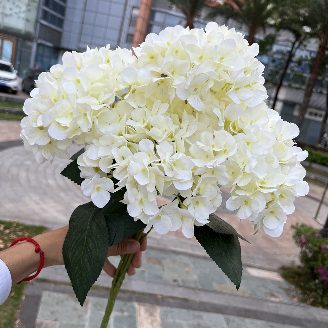25 têtes d'hortensia français blanc lait
