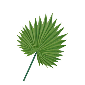 Vente en gros de feuilles de palmier vertes, éventail de fleurs pour décoration d'hôtel, accessoires de photographie de mariage, feuille artificielle - Product Image 6
