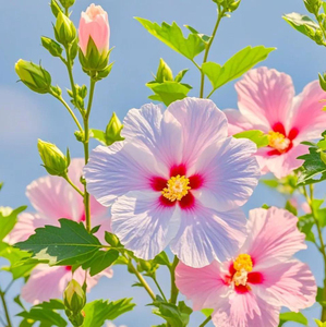 Poudre d'extrait d'hibiscus, poudre d'extrait de <span class=keywords><strong>fleur</strong></span> d'<span class=keywords><strong>althea</strong></span>, extrait de fleurs d'hibiscus certifié, durée de conservation de 24 mois - Product Image 2