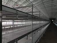 Système de Cage de piles à poulet, avec Structure en acier, 4 niveaux, moderne, maison, broyeur automatique, en vente, livraison gratuite