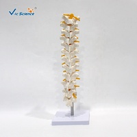 Modelo de Columna Torácica de 12 Segmentos con Discos Intervertebrales y Nervios para Entrenamiento de Anatomía Médica, con Certificaciones CE/ISO/ROHS/CNAS