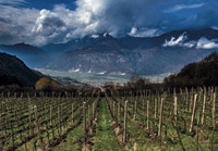 Échantillons Pinot — rosacto, sorzo toromiti Trento GVERDI, fabriqué en italie, vin en Rose scintillant