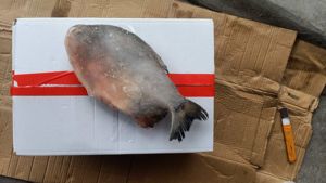 Maceta roja de MARISCOS CONGELADOS China Buen precio <span class=keywords><strong>Pacu</strong></span> rojo redondo entero - Product Image 6