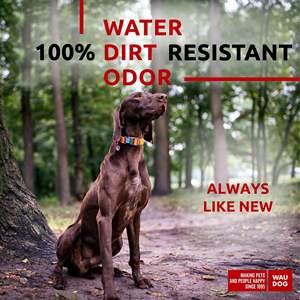 Collar para perros Waudog de nailon naranja, 1 pulgada de ancho, hebilla ajustable acolchada para perros grandes, medianos y pequeños, para todas las estaciones - Product Image 3