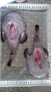 Chất lượng cao toàn bộ vòng <span class=keywords><strong>monkfish</strong></span> Hot bán sản phẩm - Product Image 2