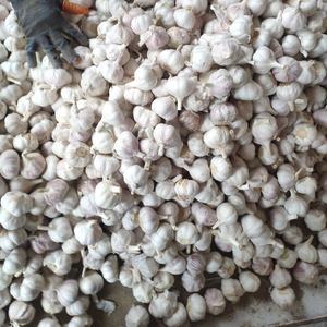 Produttori di aglio fresco normale aglio bianco in confezione sfusa - Product Image 2