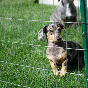 Rouleaux de treillis soudé galvanisé électriquement, revêtus de PVC, à surface lisse, mailles de 20*40mm, 50*100mm, de haute qualité, pour cages à visons - Product Image 5