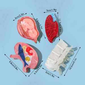 Cá nhân y tá y tế <span class=keywords><strong>Clip</strong></span> mới lạ Acetate chất liệu có tính năng bụng dạ dày phổi tử cung xương và tóc Claw <span class=keywords><strong>Clip</strong></span> - Product Image 2