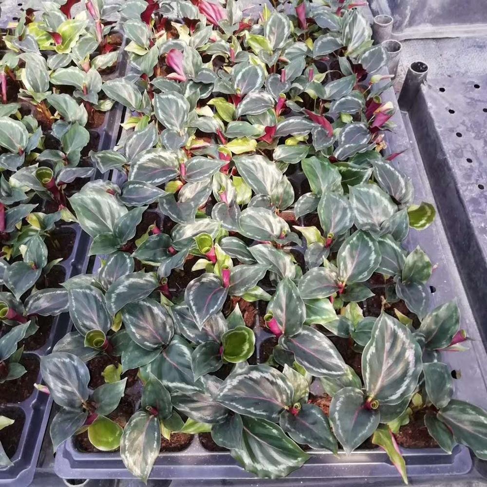 Культура тканей растений рассады саженцев завода ночь Ангел маранты