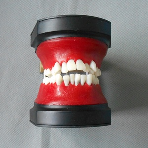 Diş diş ortodonti eğitim <span class=keywords><strong>Typodont</strong></span> modeli - Product Image 3