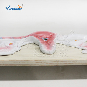 Modèle du processus de fécondation de l'œuf ; modèle pédagogique du développement reproductif humain ; outil pédagogique biologique. - Product Image 4
