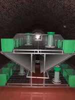 Cages à lapins de qualité supérieure, style industriel européen, cages à lapins commerciales européennes