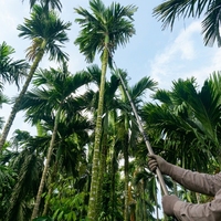Tongkat Teleskopik Pemetik Buah Kelapa Sawit untuk Panen Kelapa Sawit, Alat Pengumpul Buah Serat Karbon Jangkauan Tinggi