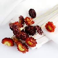 Chrysanthèmes séchés naturels frais de petite taille pour DIY, vente en gros, directement de l'usine, idéal pour un cadeau pour petite amie