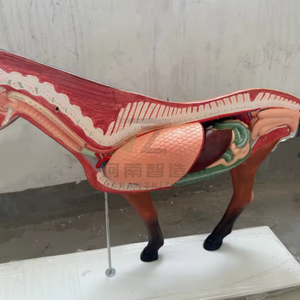 Squelette d'animal, anatomie du cœur et de l'estomac, modèle d'anatomie du cheval, matériel pédagogique et d'exposition, modèle anatomique animal - Product Image 4
