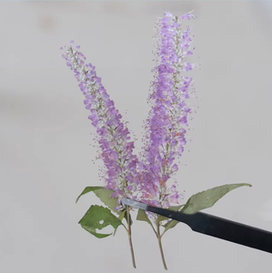 <span class=keywords><strong>Salix</strong></span> con ramas Scrapbooking resina epoxi ecológica Real <span class=keywords><strong>flor</strong></span> prensada DIY - Product Image 3