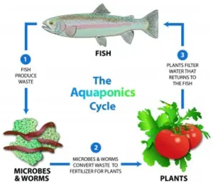 Çevre dostu ticari aquaponics plastik sera balık ve bitki için büyümek birlikte topraksız kültür